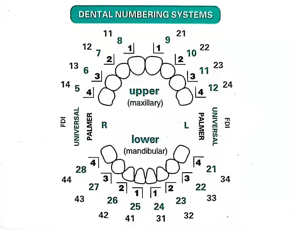 Dental Mould For Composite Res - Teeth Whitening Moulds 评论和价格