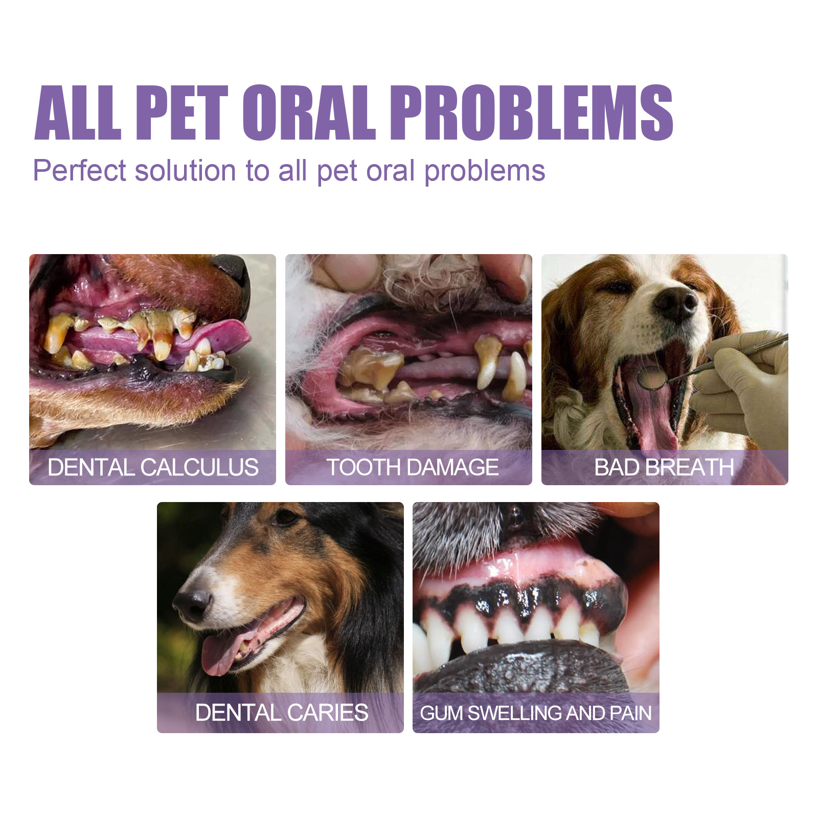 Pet Oral Repair Gel Puppy Tart - Teeth Whitening Hismile 评论和价格