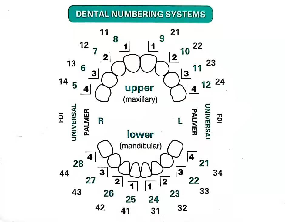 32pcs/Set Dental Veneer Mould  - Teeth Whitening Moulds 评论和价格